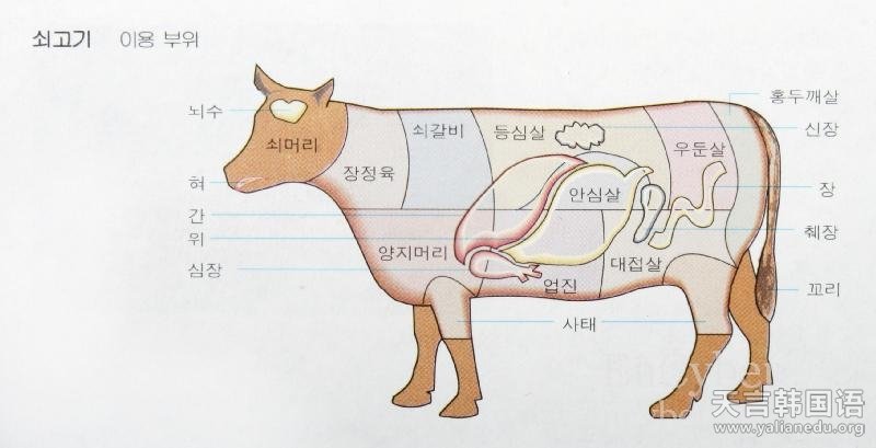 牛的身体各部位名称